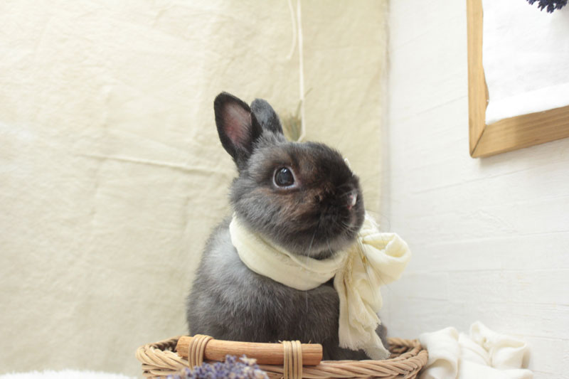 ご長寿うさぎさん] 王子さま 12歳 – ココロのおうちのうさぎLife