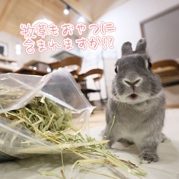 うさぎさんにとって良いおやつ – ココロのおうちのうさぎLife