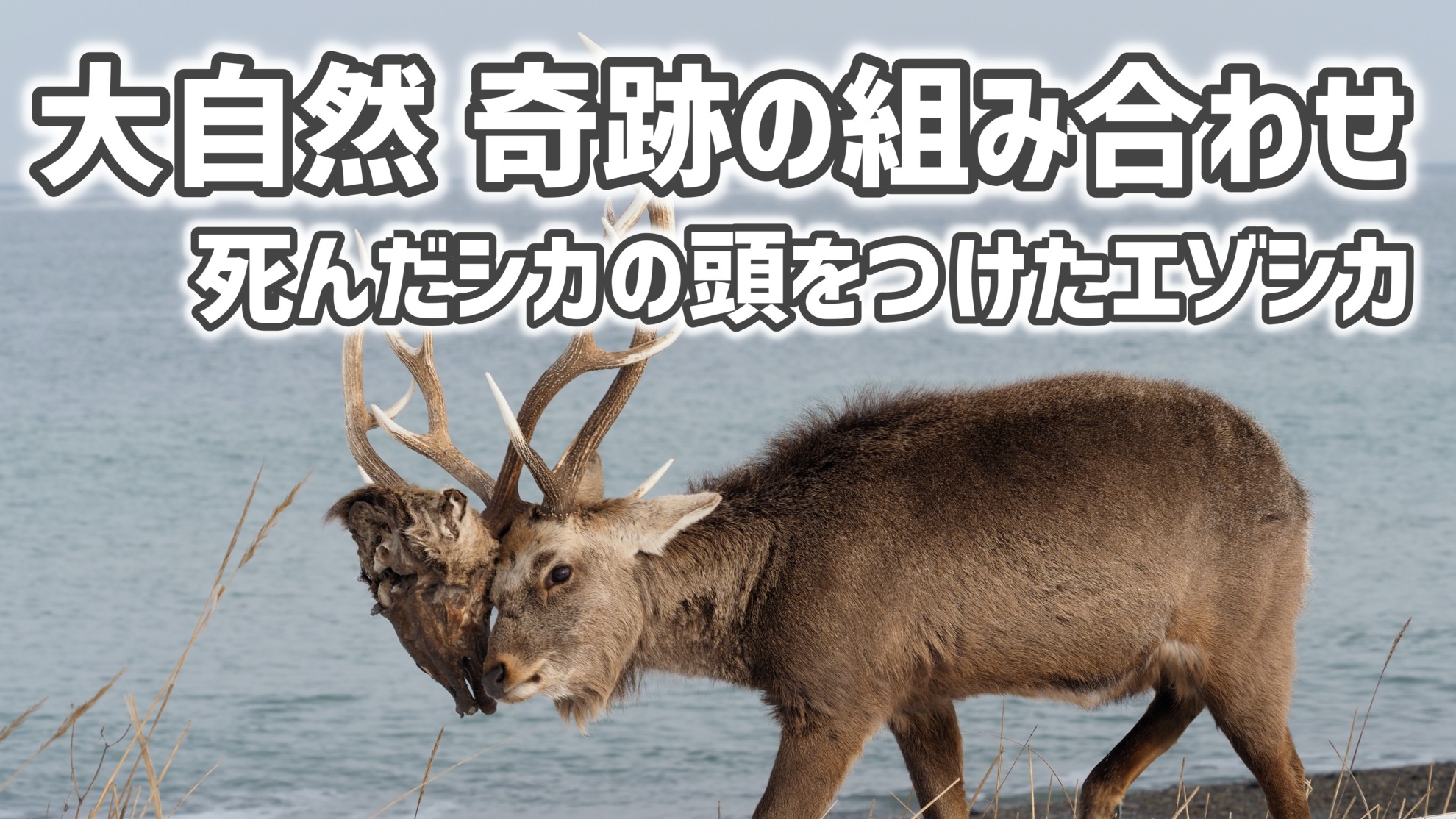 鹿の角(エゾシカ) 【公式通販】