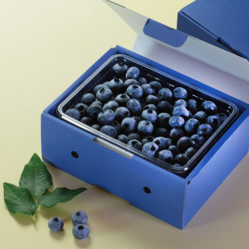 Lブルーベリー10箱 Lブルーベリー10箱 Lブルーベリー10箱 NTT α ZX Type-