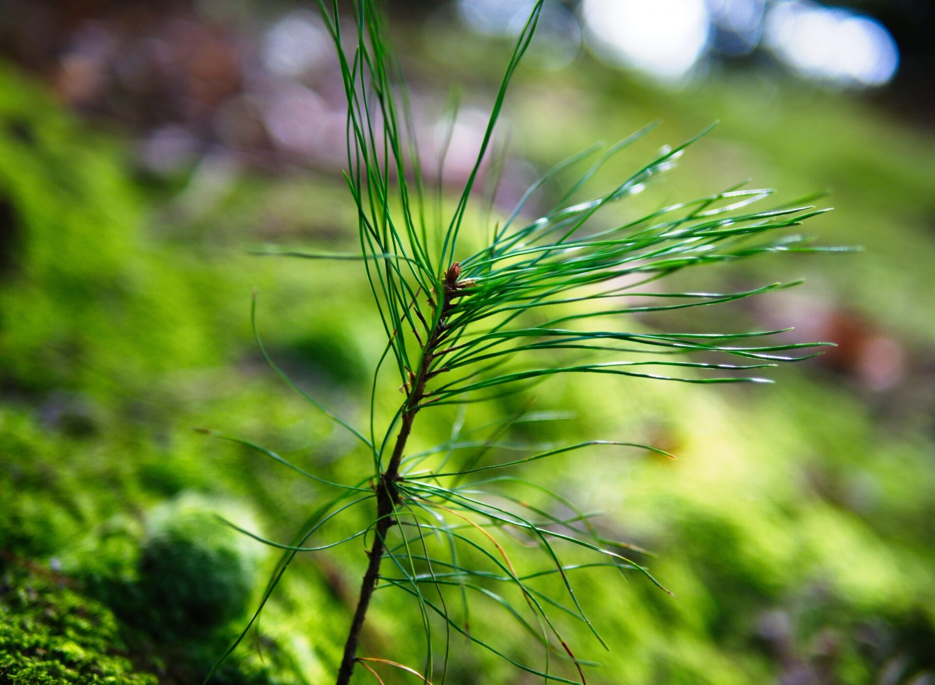 何もない場所から、最初に芽を出し土壌を肥やしていく樹木。パイオニア