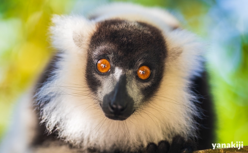 マダガスカルで会いたい！個性豊かなキツネザルの種類 | yanakiji 秘境