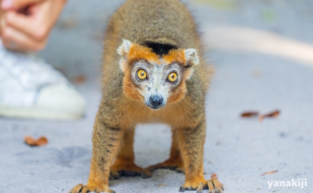 キツネザルだらけ！パルマリウム保護区で出会えた動物一覧