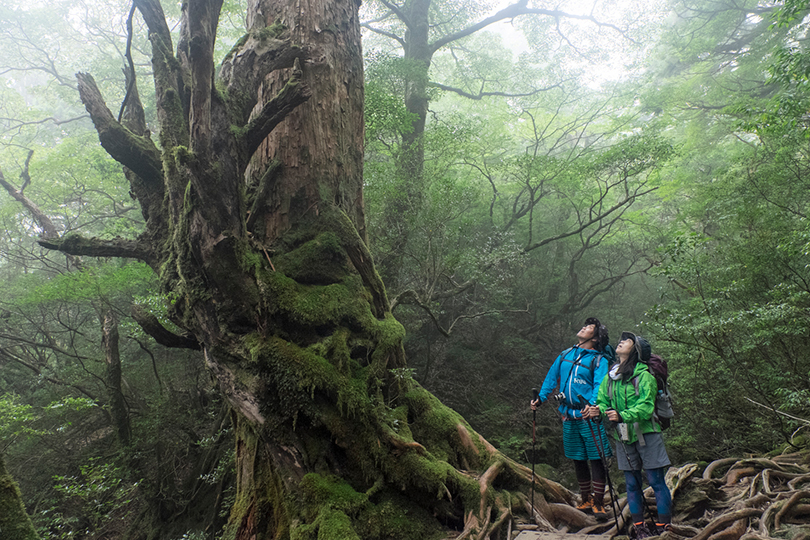 縄文杉 最大級の屋久杉 | 屋久島の山岳・景勝地【公式】屋久島観光協会