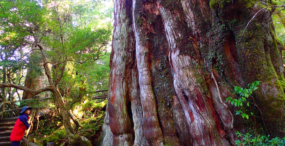 ヤクスギランド(50分コース)＋屋久杉巡り】屋久島ガイドツアー・観光ツ