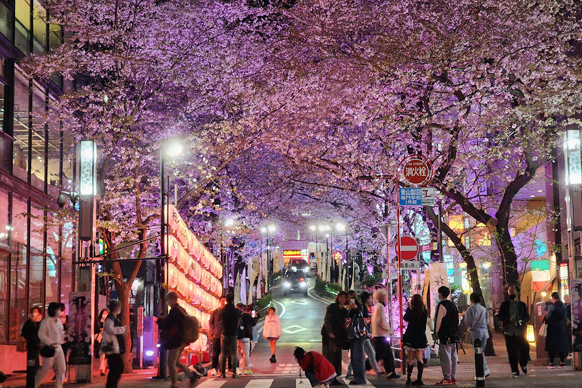 桜（夜桜・桜のライトアップ）記事の一覧 | 夜景FANマガジン