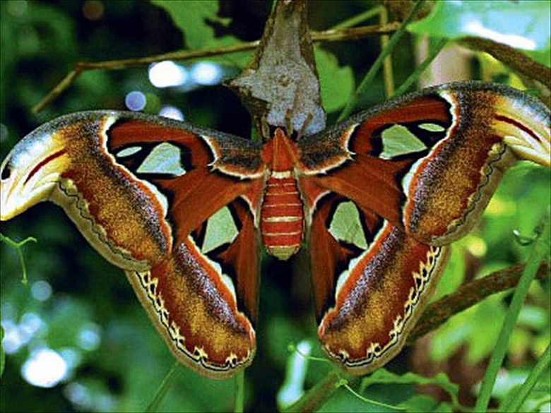 ヨナグニサン - 八重山ナンバーワン | やいまタイム