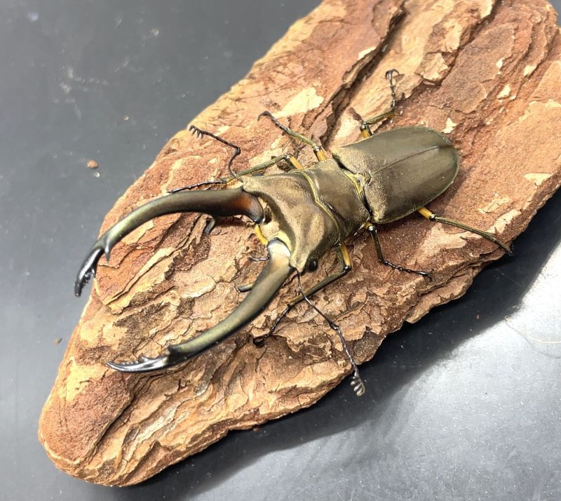 コロンビア産 クァドリツベルクラトゥスゴカクコカブト 34mm 【公式通販】