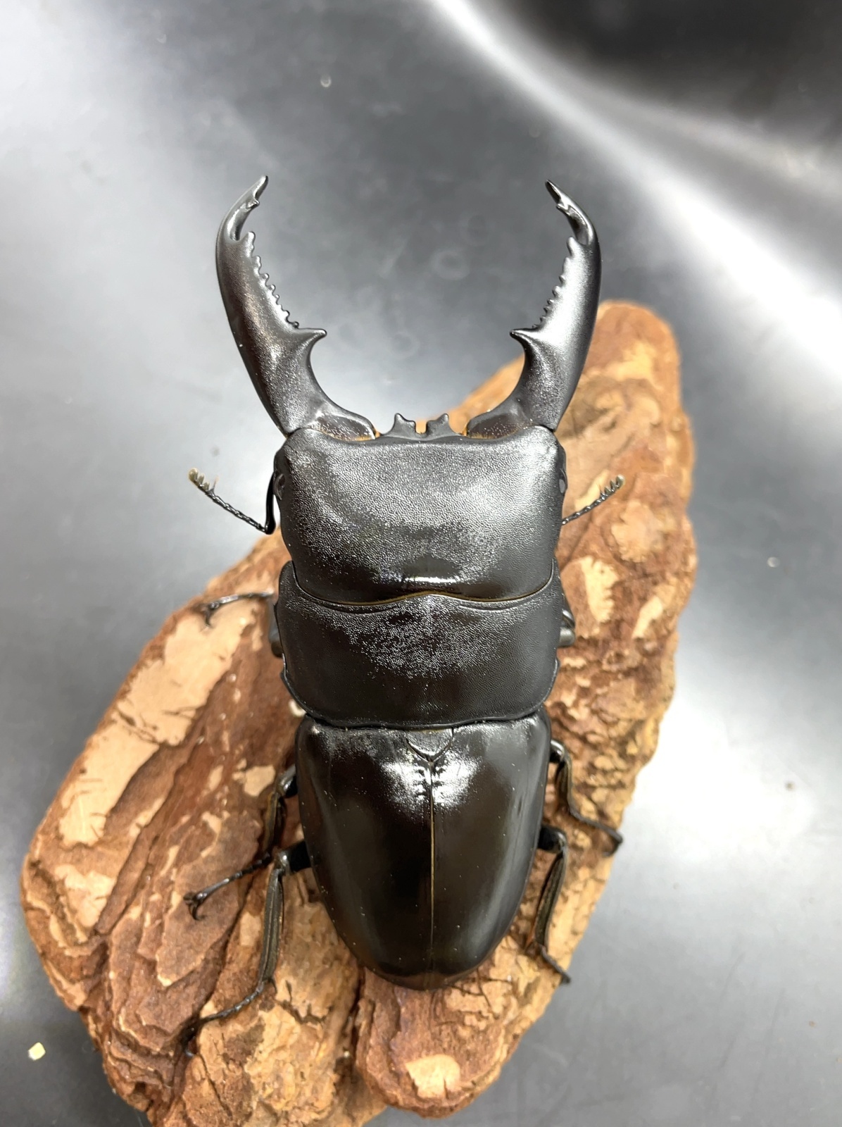 ミンダナオヒラタ ♂93mm／♀48mm成虫ペア - 昆虫ショップよ