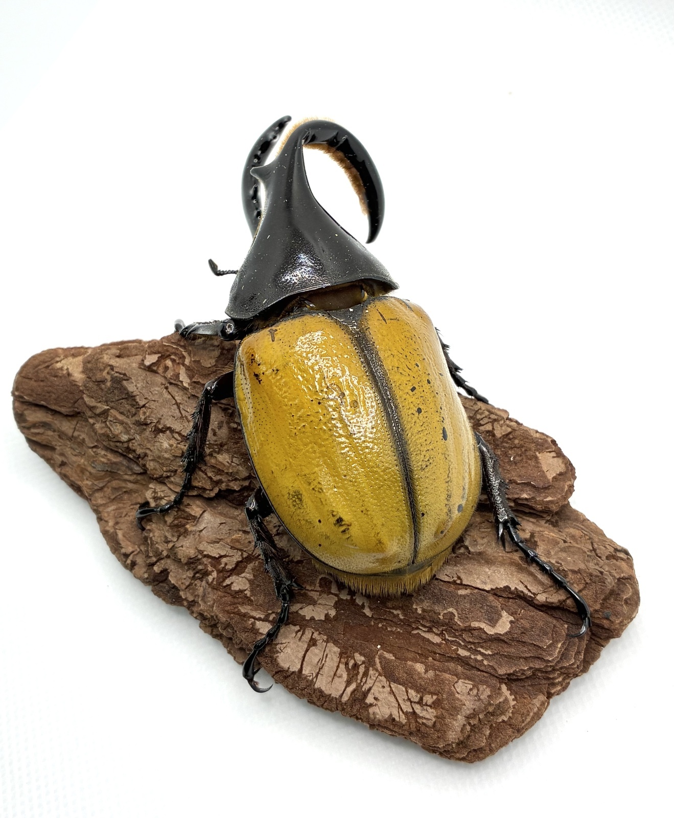 ヘラクレス エクアトリアヌス ♂85mmB品（角曲がり） - 昆虫