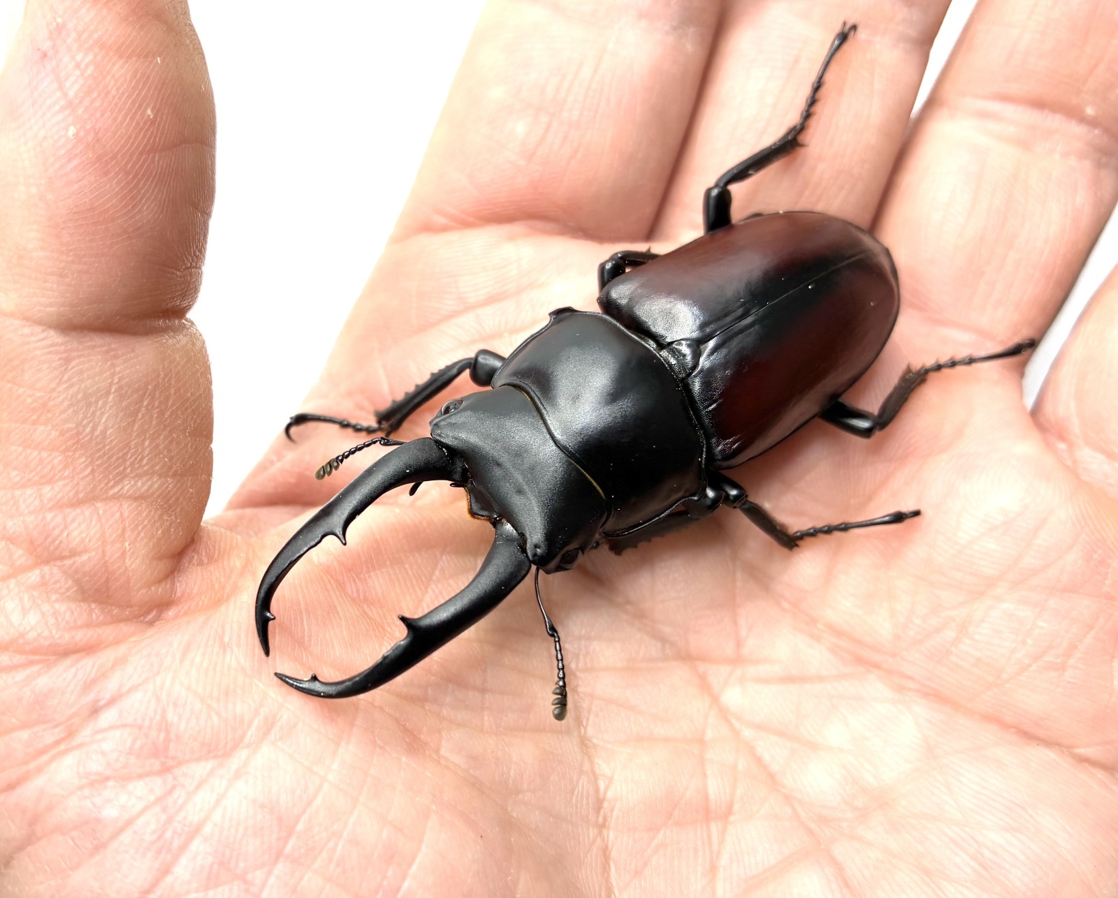 ドンキエルコクワガタ（原名亜種：赤ドンキ） ♂64mm／♀37mm