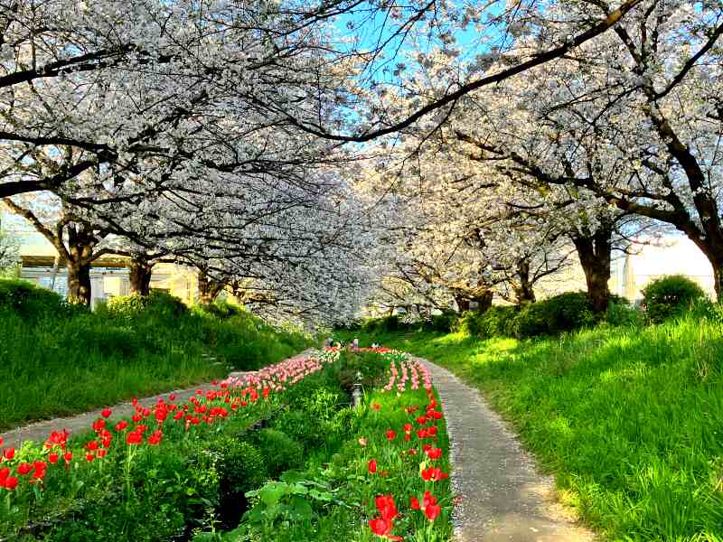 江川せせらぎ緑道の桜（横浜市都筑区）