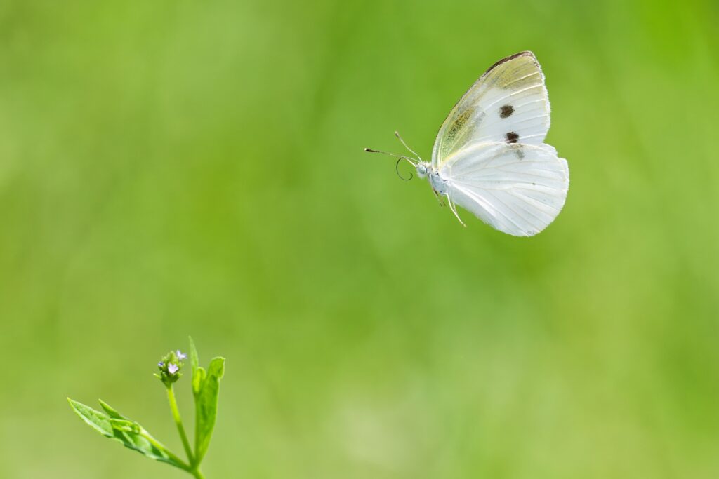 紋白蝶が確か飛んでた』のロケ地はどこ？【櫻坂46】【MV風】 – 聖地
