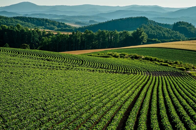 母なる大地の懐に我らAnalog Delay 母なる大地の懐に我らAnalog Delay