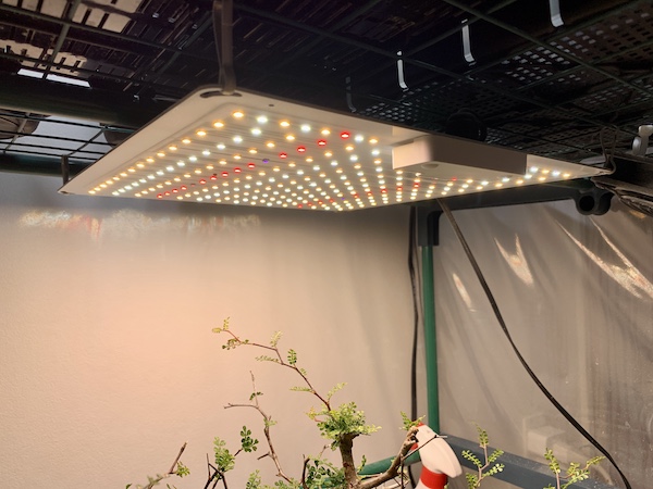 おまめ あけぼの4枚セットGREENSINDOOR LED植物育成ライト Amazon.co