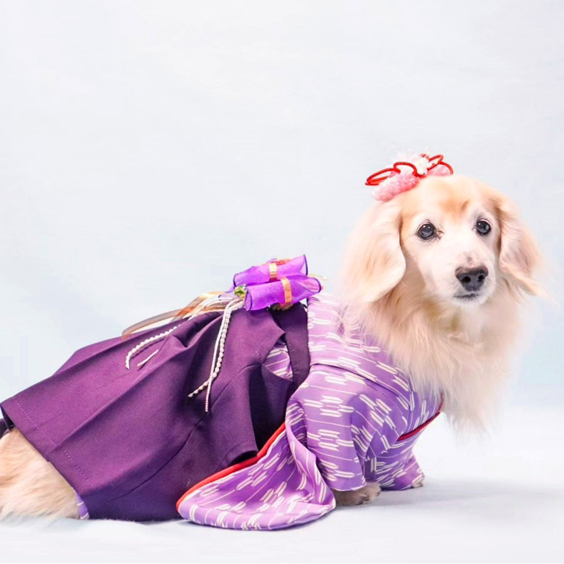 犬猫服オーダー 着物 矢絣(紫) ki-50 | 犬服・猫ペット服・婦人服