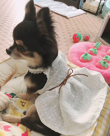 ハンドメイド犬服の個人ブランド | yuwawa | 小型犬・チワワが一番