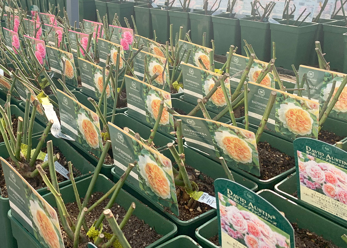 バラ苗 【ヘンリーフォンダ】 (大苗) ハイブリッドティー 四季咲き