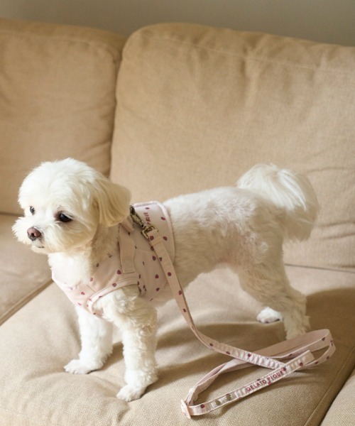 gelato pique（ジェラートピケ） 犬 ハーネス リード 「CAT＆DOG