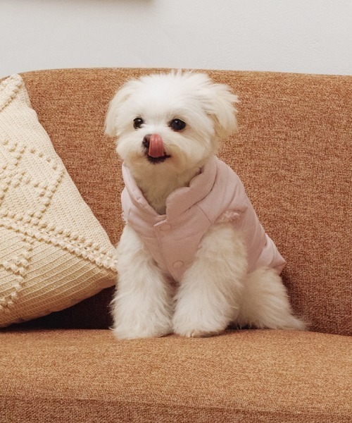 gelato pique（ジェラートピケ） 犬 服 「CAT＆DOG」中綿ベスト