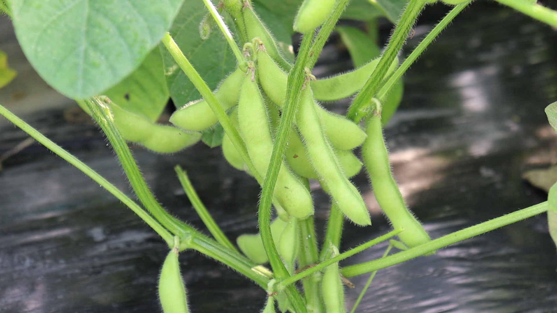 えだまめ｜グリーンハウス