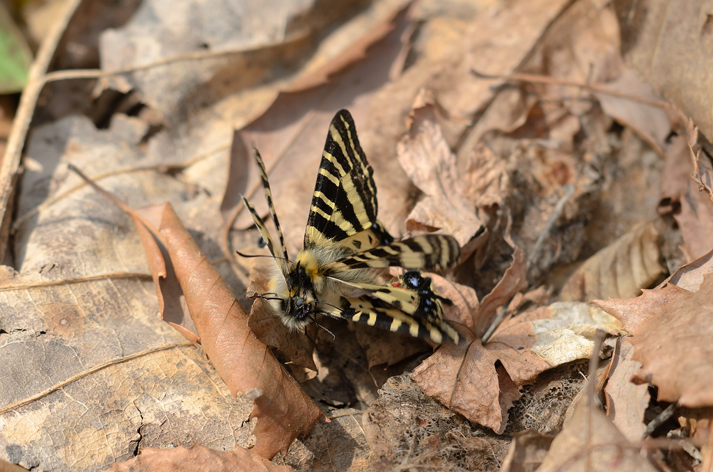 ヒメオオルリアゲハ ♂♀標本 77/78mm ☆ニューカレドニア産☆野外大型