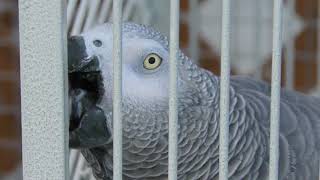 オカメインコ | 動物図鑑 | ZFC.jp