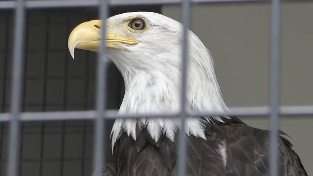 ハクトウワシ | 動物図鑑 | ZFC.jp