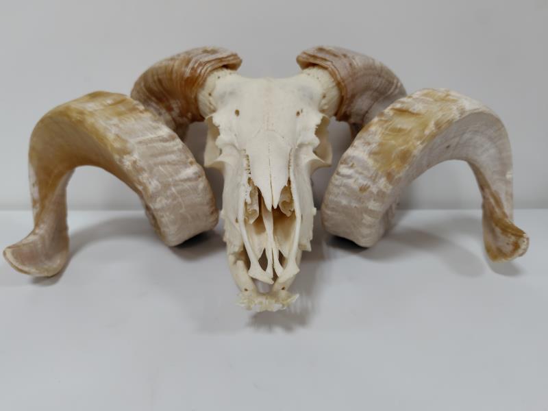 頭骨 頭蓋骨 標本 サル 猿