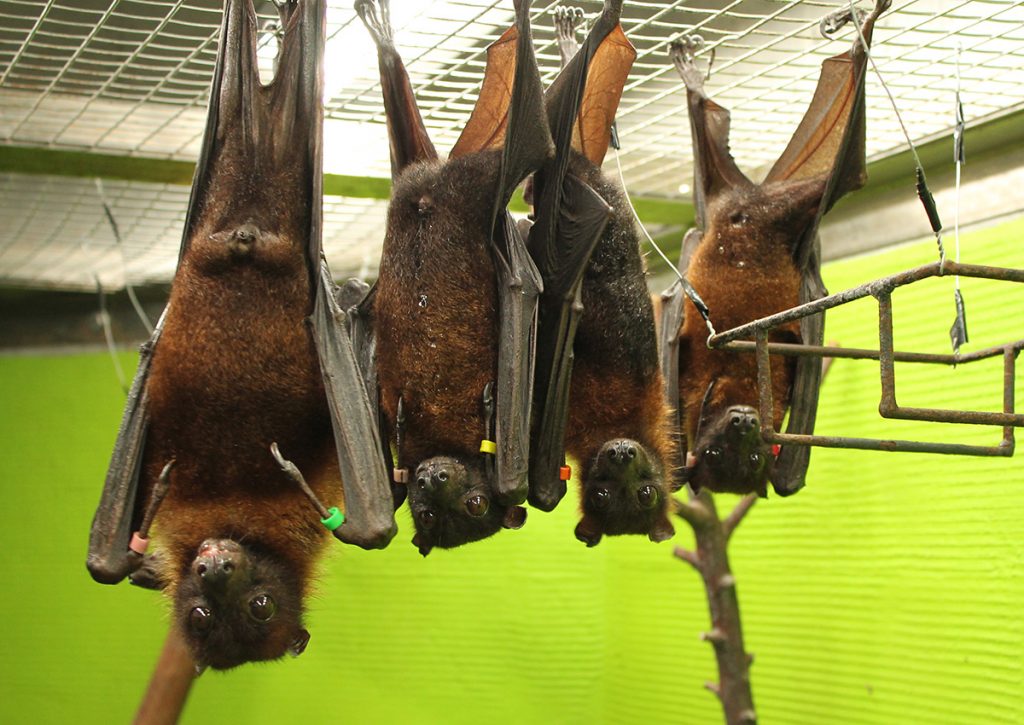 インドオオコウモリ | | 京都市動物園
