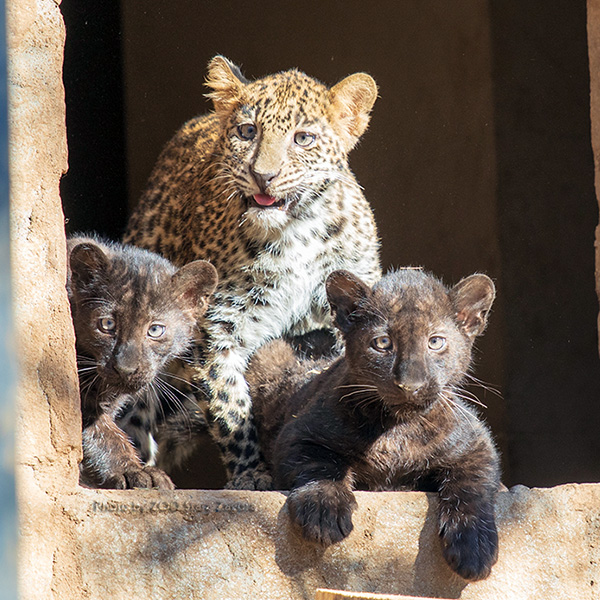 Leopard | Stara Zagora Zoo