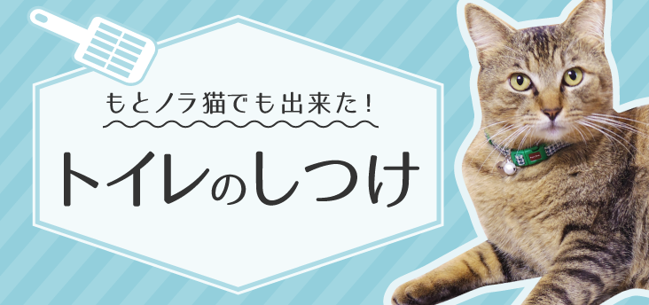 猫用歩行器の作り方（リハビリ用車椅子）ひとりで歩行練習ができる