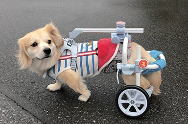 犬用車いす - ACORN 獣医神経病クリニック