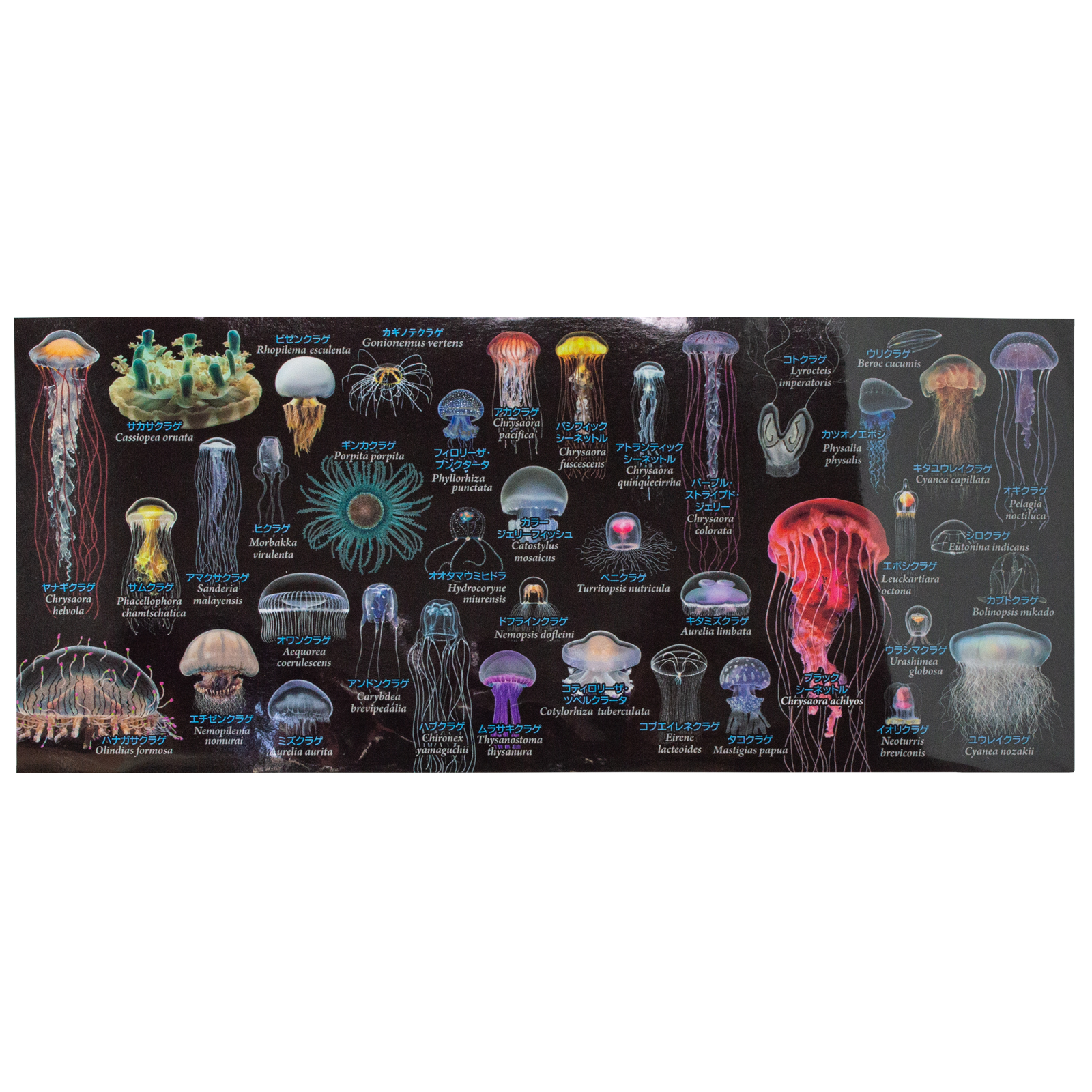 大全マグカップ：海月大全 – 株式会社ザ・アクセス-TheACCESS-