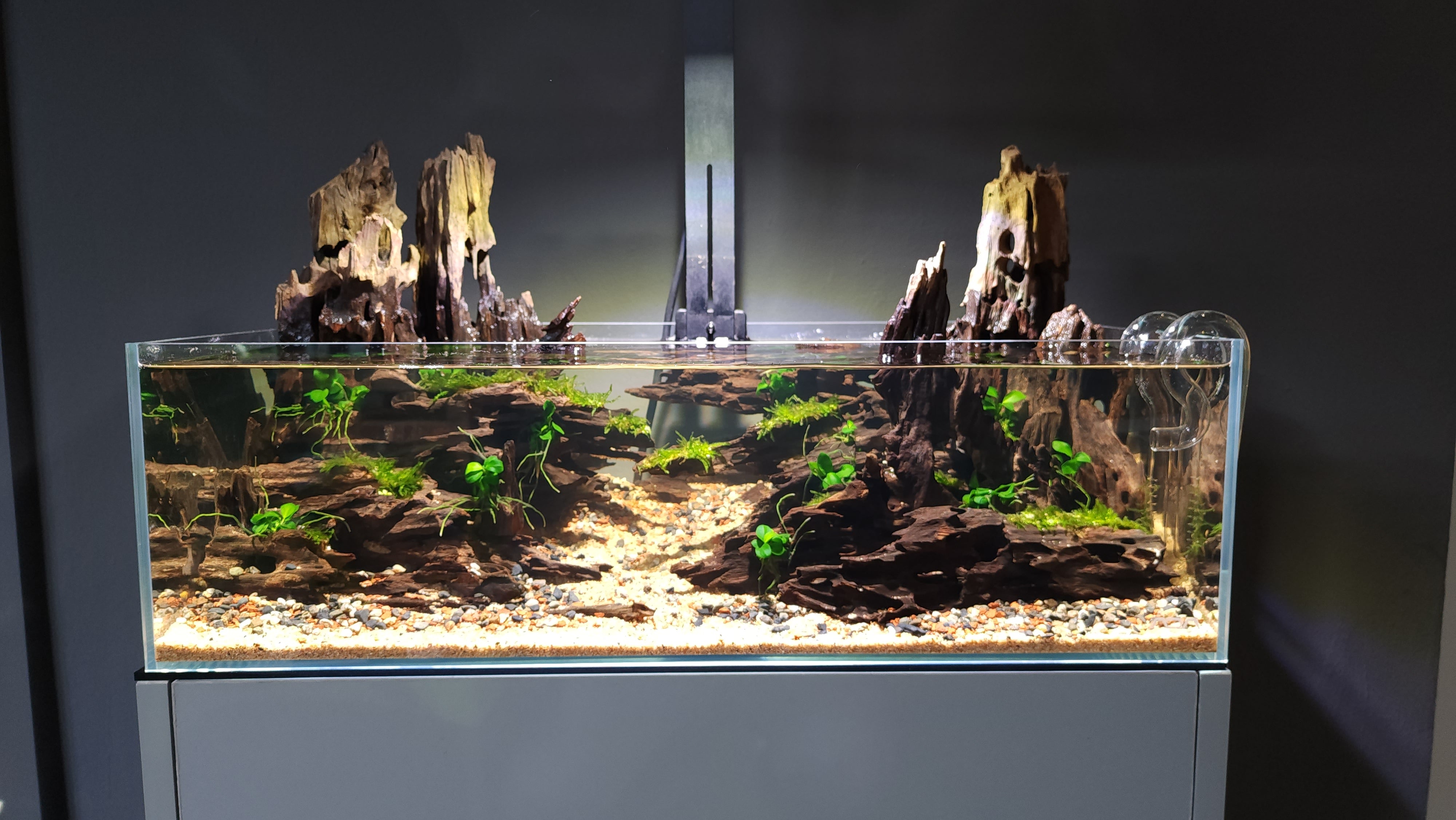 引取限定 ADA キューブガーデン60cmとライトスクリーン 引取限定 ADA