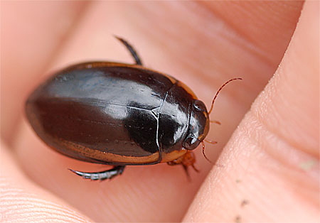 ミズスマシ | 【公式】オーストラリア唯一の日本語専門バード