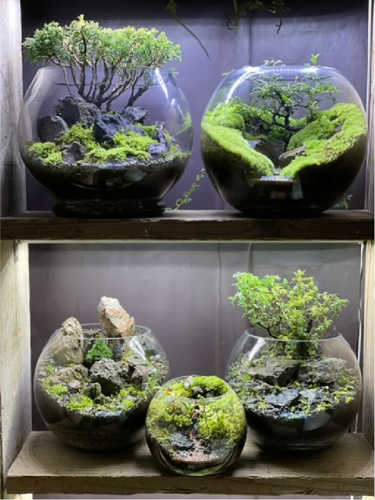 隠れ家付き、苔テラリウム飼育ケージ、グラステラリウムナノ 隠れ家