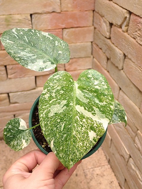 モンステラ デリシオーサ 最高の斑入り (Monstera deliciosa var. TC