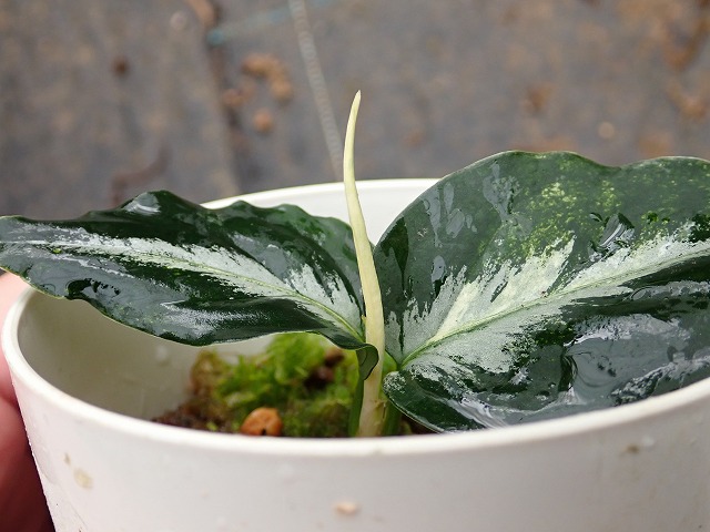 アグラオネマ ピクタム トリカラー バリエガータ アチェ産(Aglaonema
