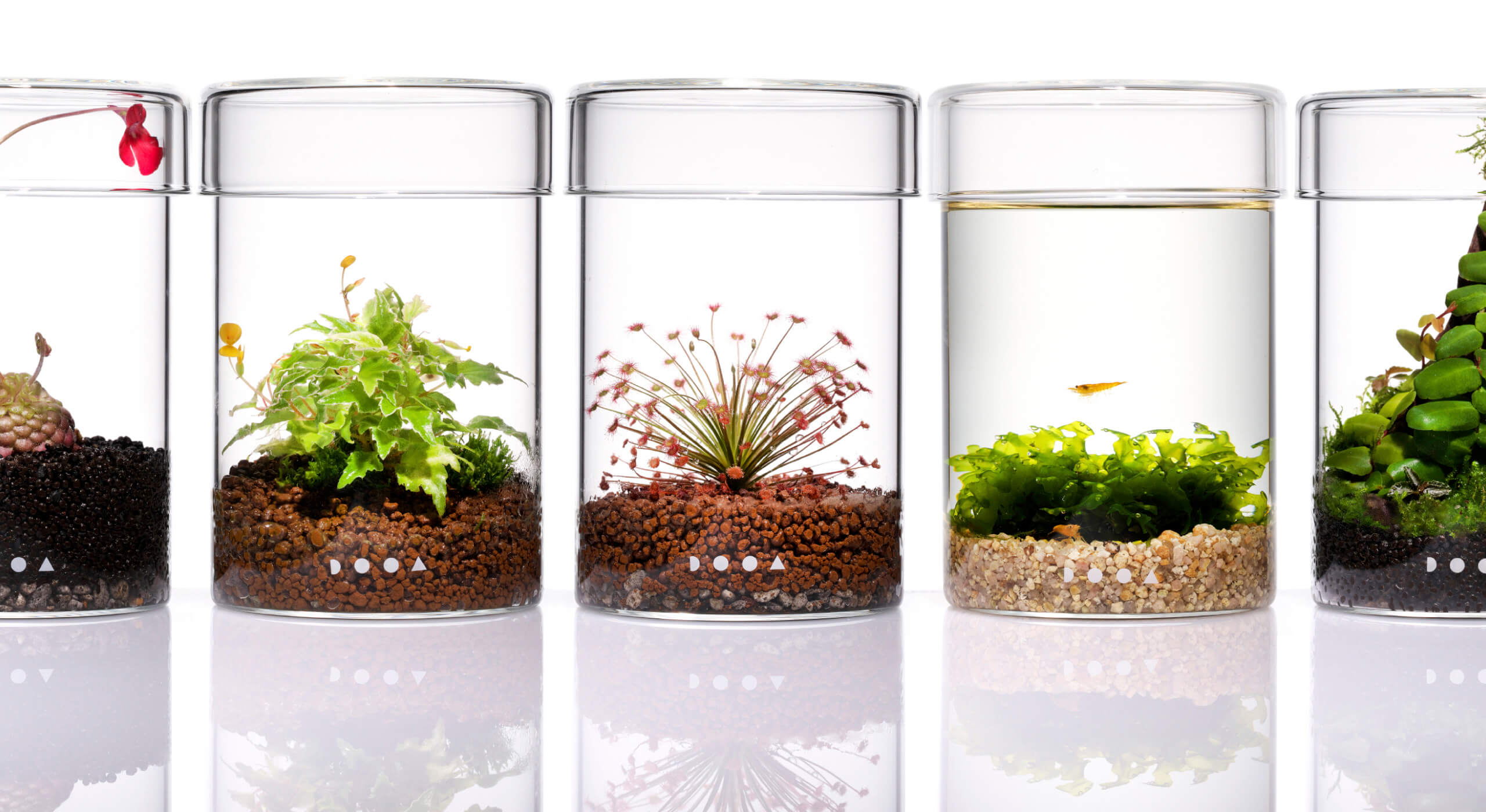 新品】 ADA DOOA ネオグラステラ H23 アクアデザインアマノ 【公式通販】