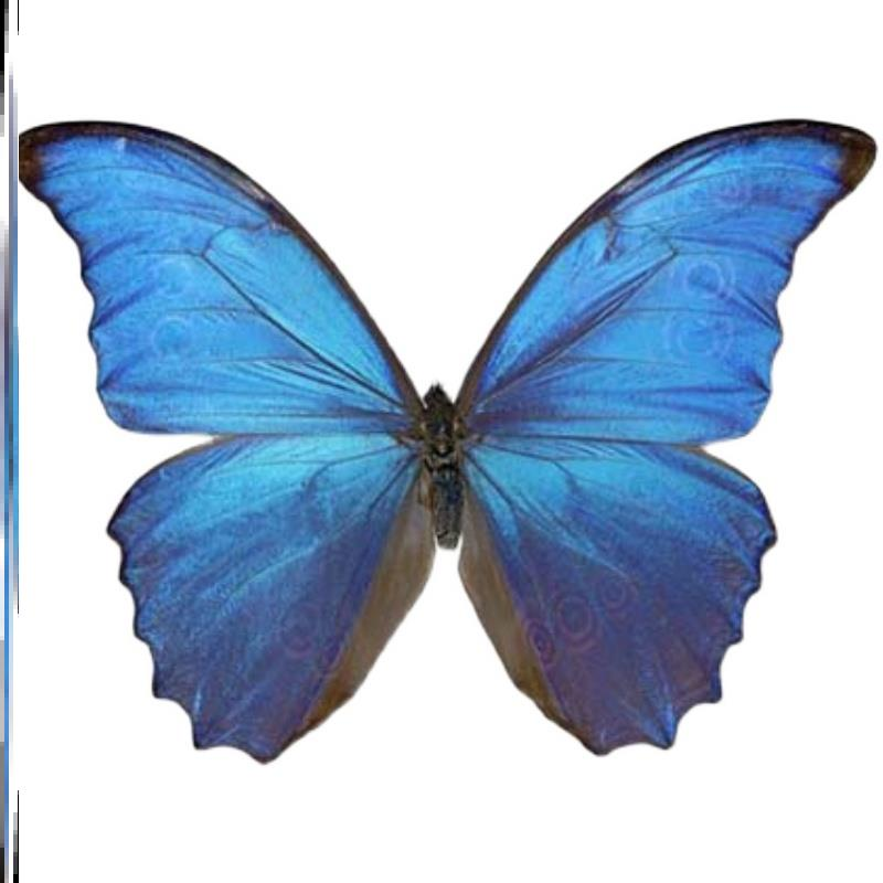 アグリアスファルキドンフルニエラ ペリクレスミイロタテハ 蝶標本 Z