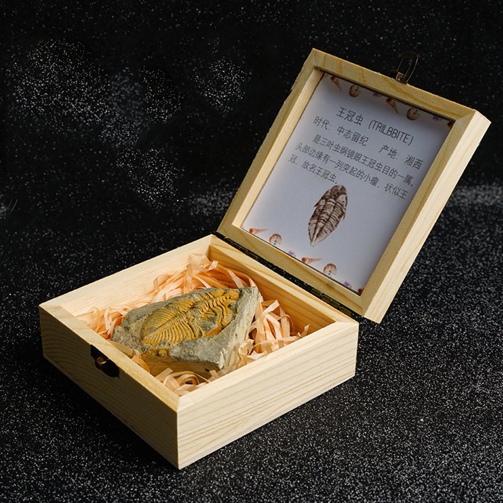 不規則な形の天然化石,トリロバイト結晶石,マトリックス岩の尾