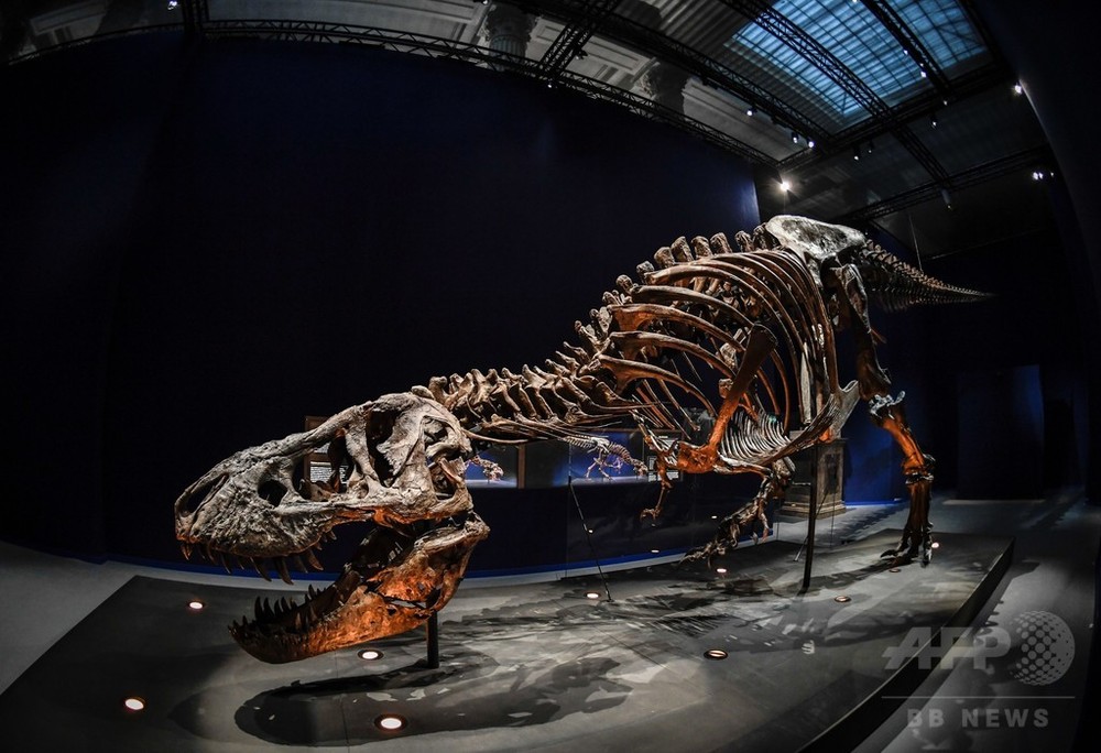 ティラノサウルス・レックスの骨格標本、パリでお披露目 写真6枚 国際