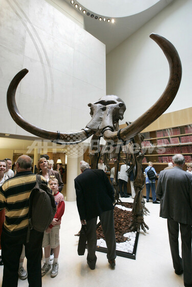1万5千年前のマンモスの化石がオークションに - フランス 写真1枚 国際