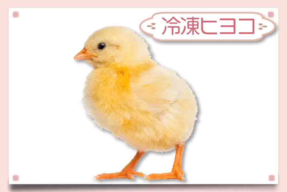 国産】冷凍ひよこ 200羽 猛禽類・大型爬虫類のエサ用 クール便発送