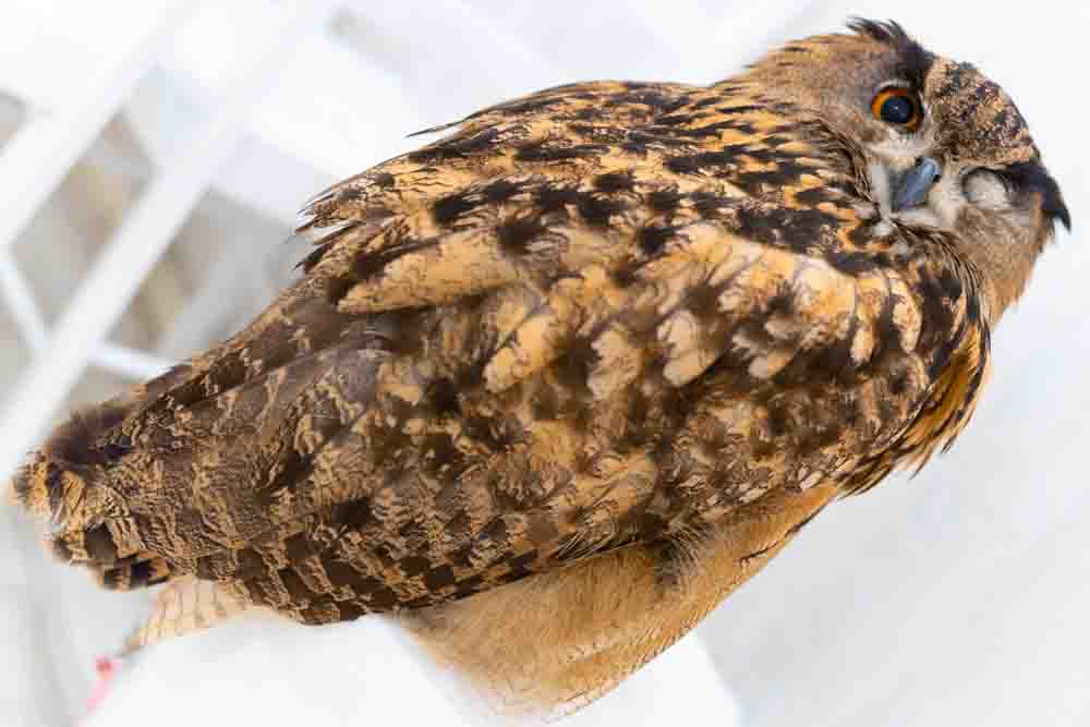 ユーラシアワシミミズクの値段】寿命・飼育・大きさ・雛販売｜最強の