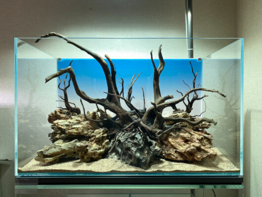流木レイアウト A861 [ADAview] 180cm水槽レイアウト 流木三角構図編