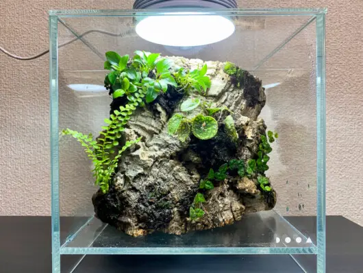 ADA Do! aqua キューブグラス 20×20×20cm