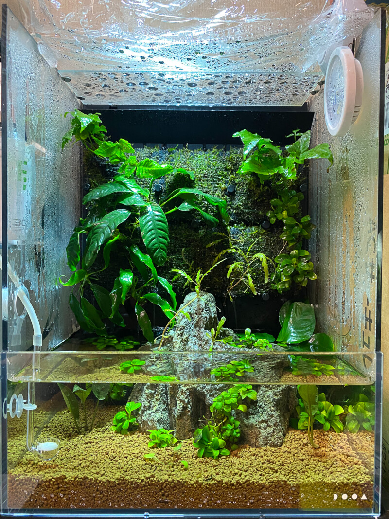 DOOA システムテラ30 レビュー テラリウムレイアウト - Aquarium Blog