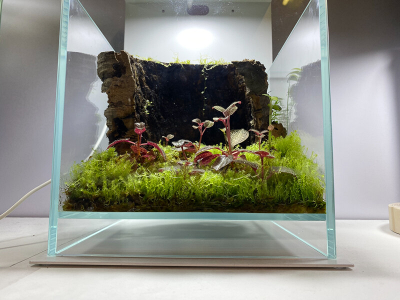 DOOA ネオグラスエア 20 20 35 ① DOOA ネオグラスエア 20 20 35 ①